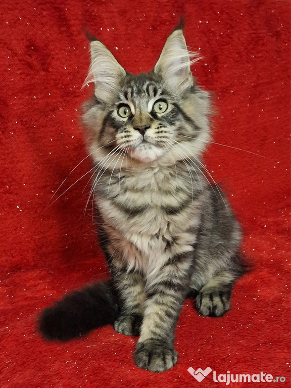 Puiuți maine coon