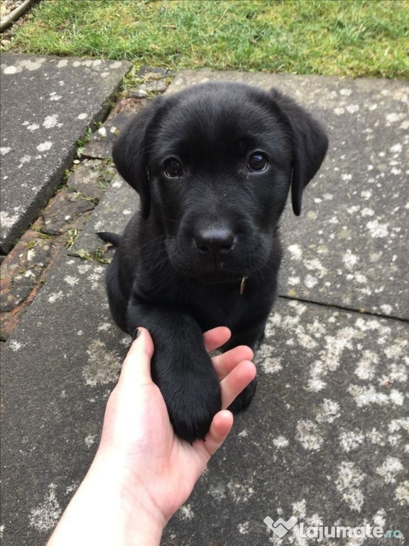 Labrador băieței și fetițe