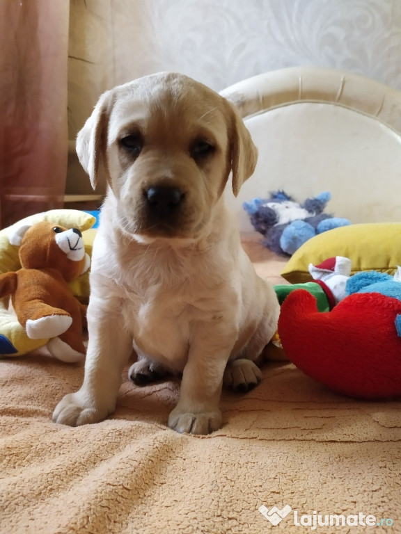 Labrador pui superbi