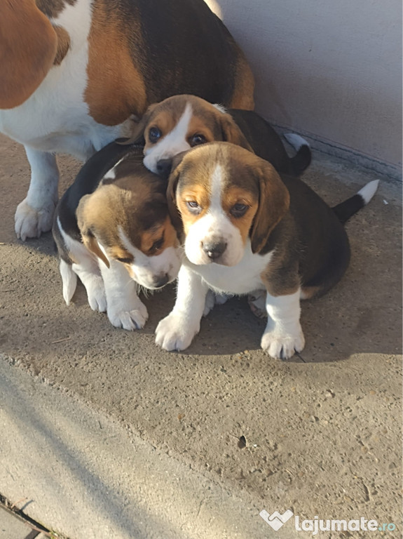 Vând pui de căței , rasa beagle