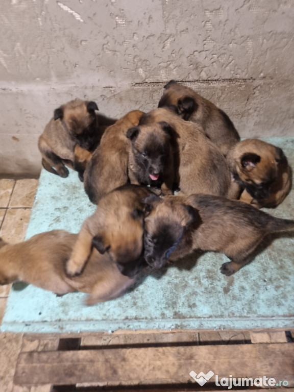 De vânzare purii Lup Belgian Malinois