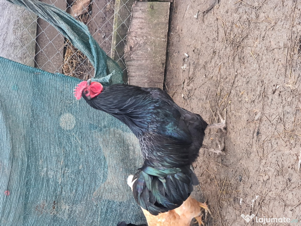 Cocos australorp și 2 gaini