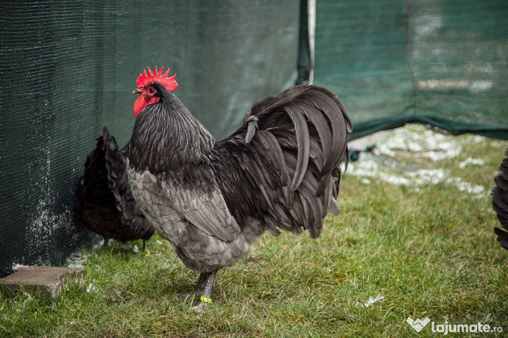 Oua de incubat si pui de gaina rasa Australorp 2025