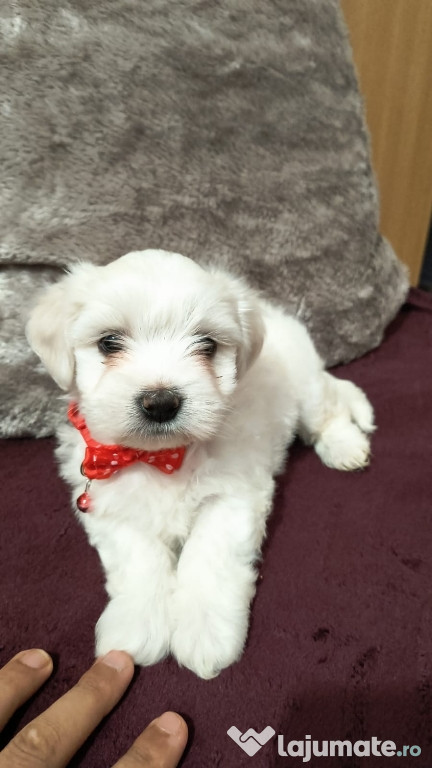 Bichon maltez mini toy