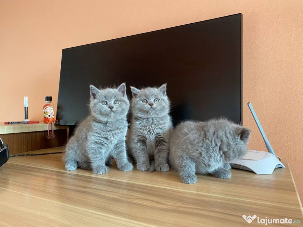 British shorthair puiuți superbi