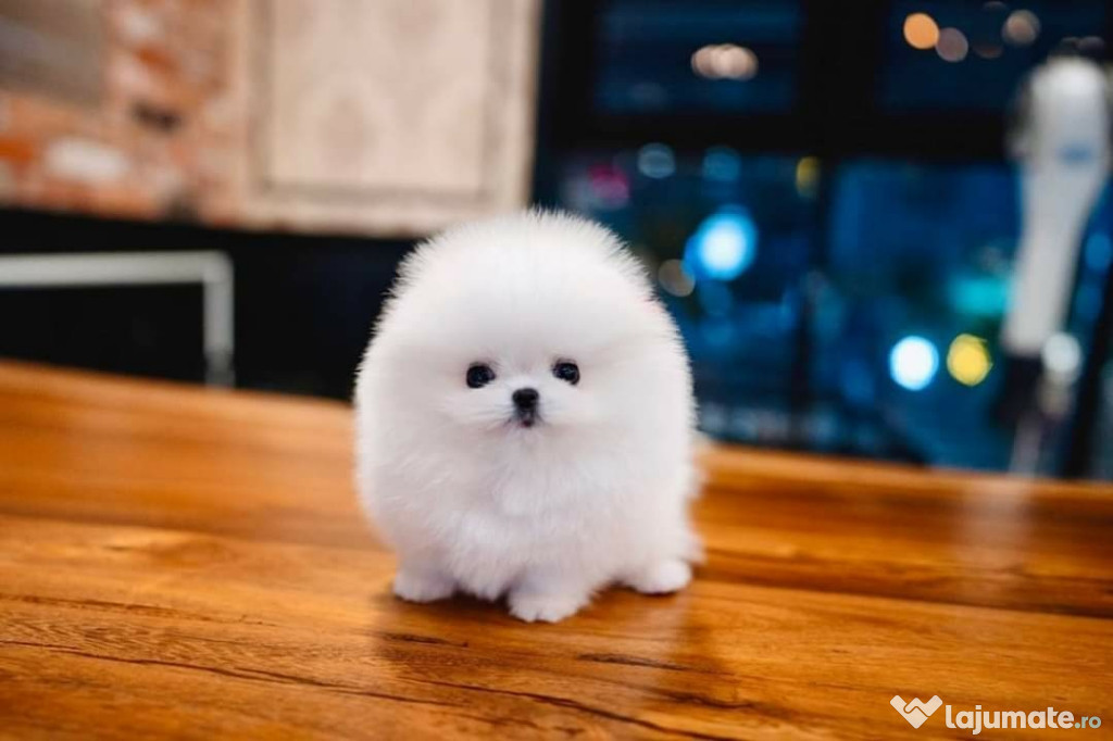 Pomeranian BOO mini toy