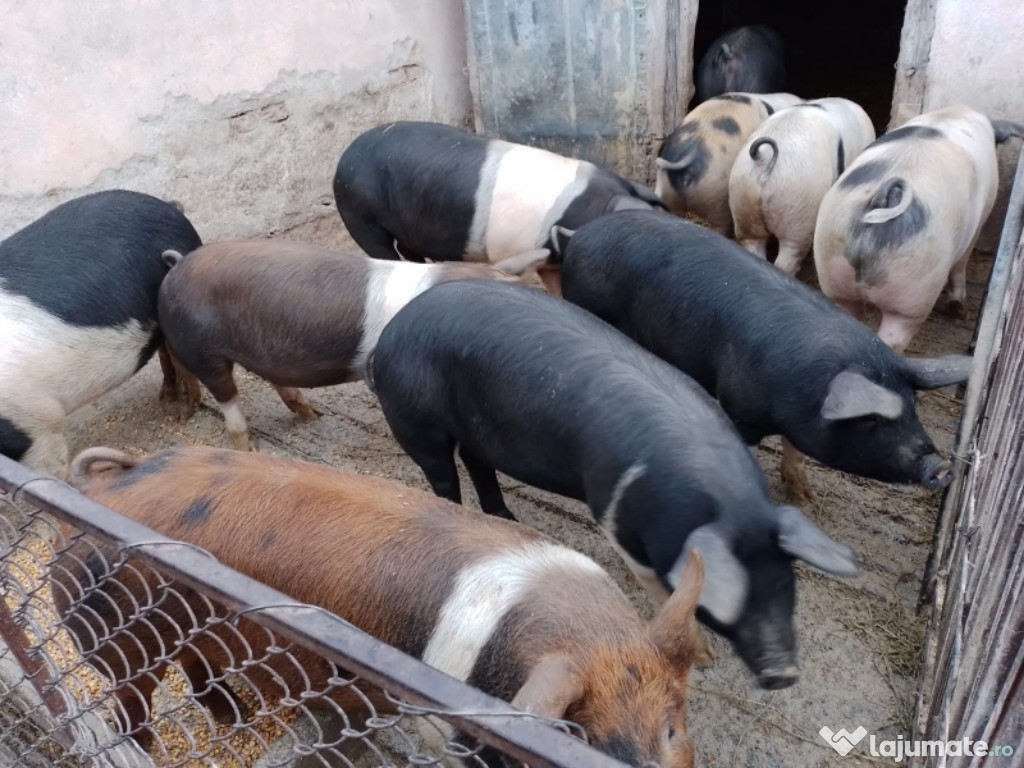 Bazna,Duroc de vânzare,in Gusu