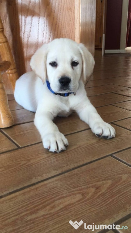 Labrador băieței și fetițe