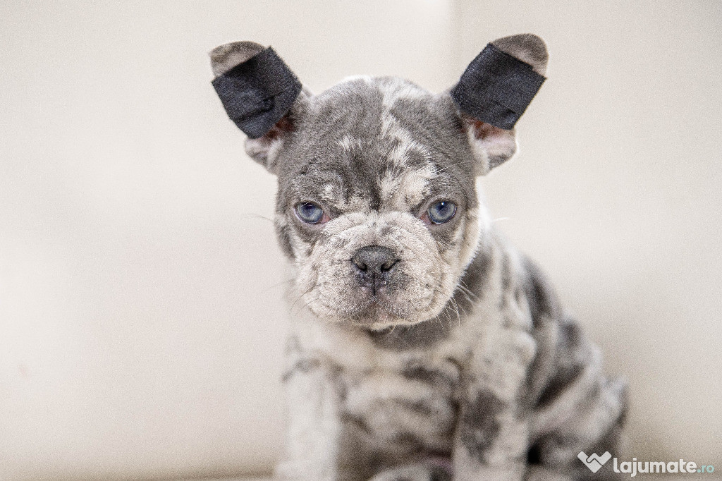 Bulldog Francez - blue merle cu ochii albastri - Transport in tara