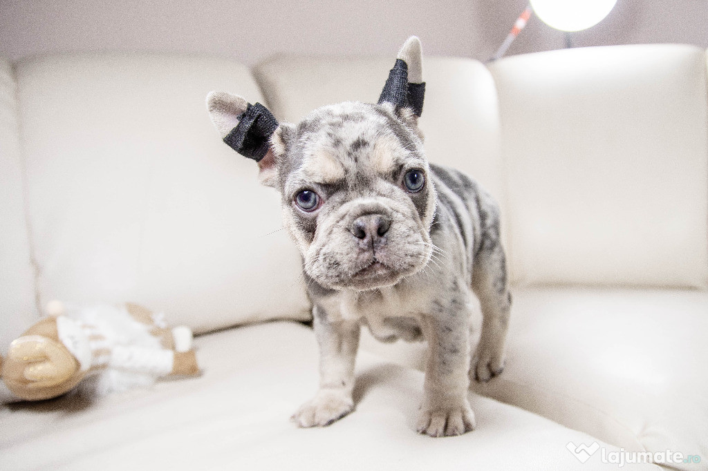 Bulldog Francez - blue merle cu ochii albastri - Transport in tara