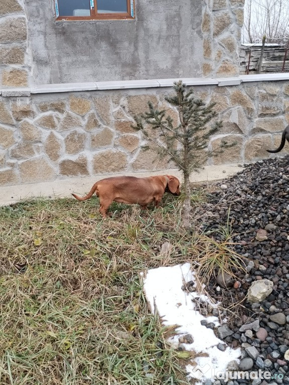 Teckel femelă de vînzare