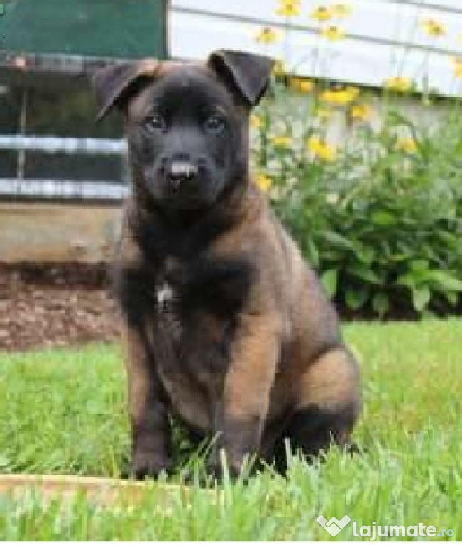 Pui ciobanesc belgian malinois