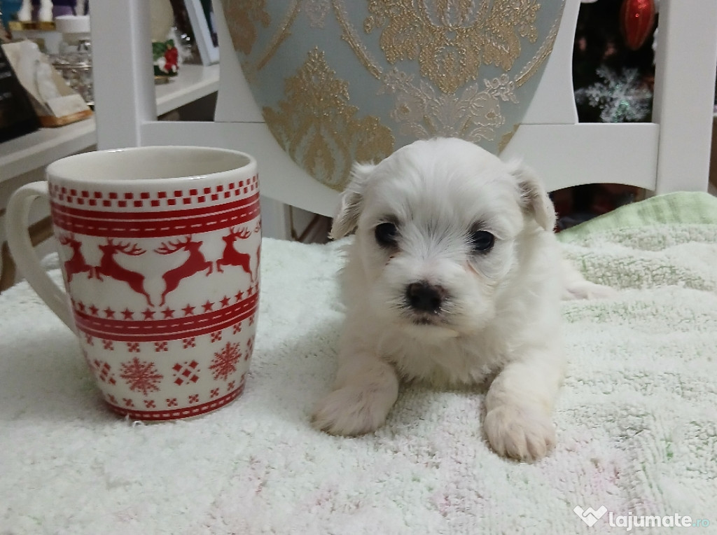 Pui Bichon Maltez mini toy femela