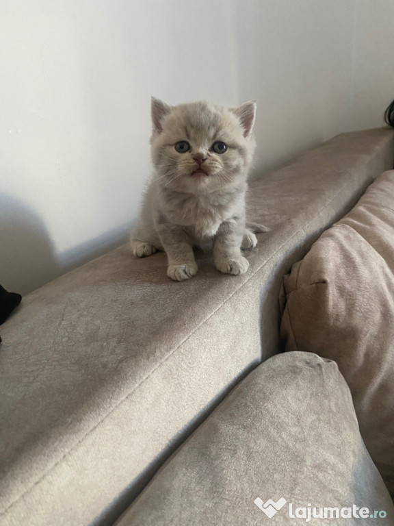 British shorthair