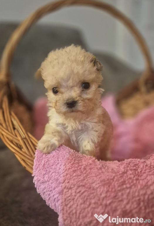 Bichon Maltez/Maltese talie mica