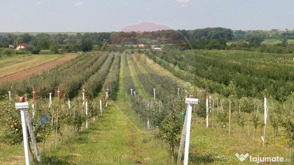 Livada / Ferma pomicola teren Jud.Arges-Izbasesti / DN 142