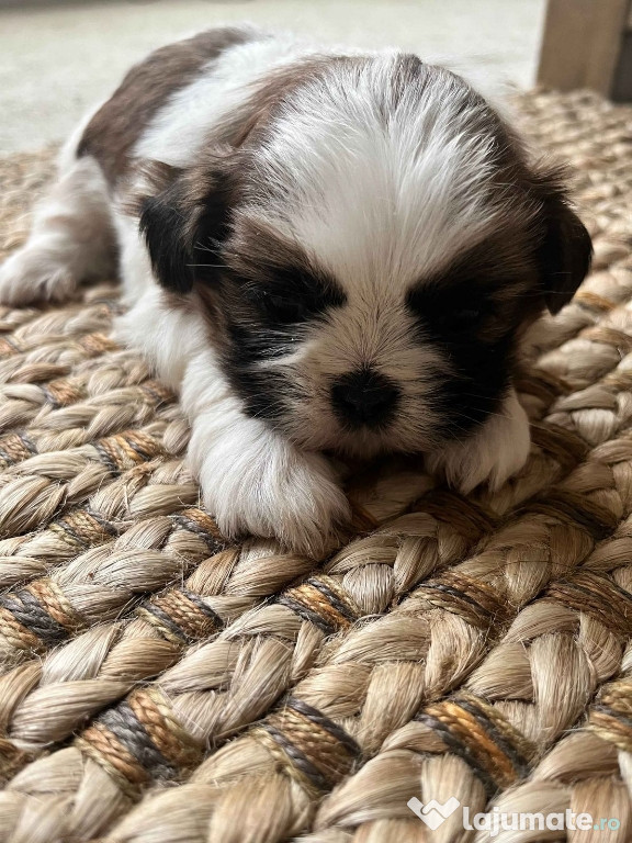 Shih-tzu talie mica