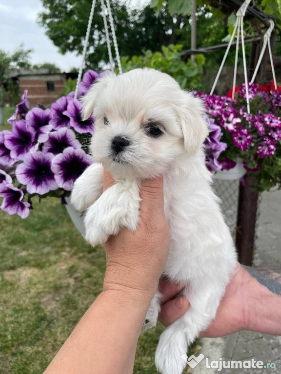 Bichon maltez mini toy