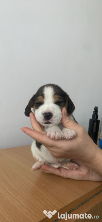 Pui Beagle își caută familii