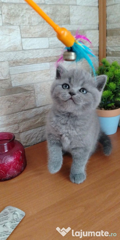 British shorthair băieței și fetițe