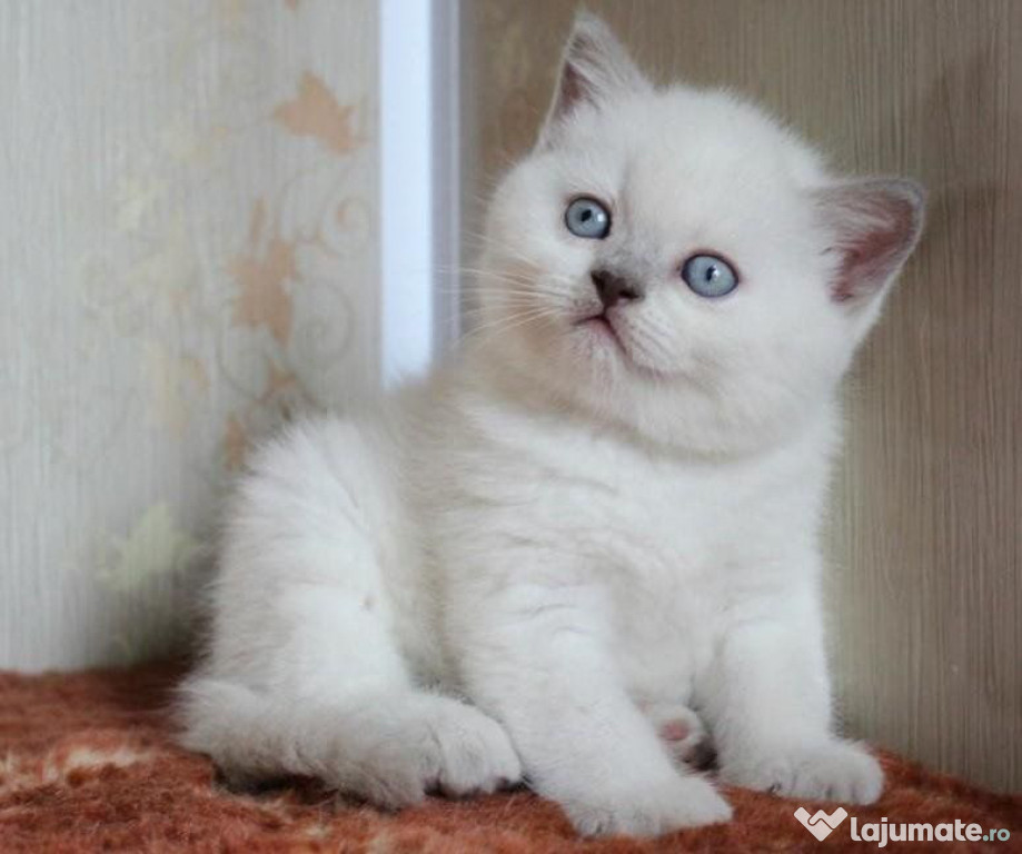 British shorthair motănei și pisicuțe