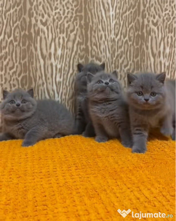 British shorthair blue