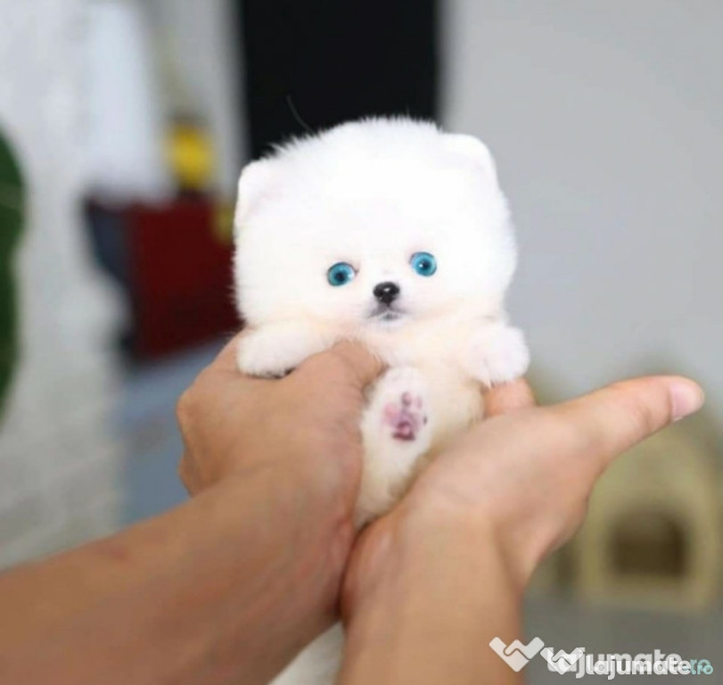 Pomeranian ursulet boo