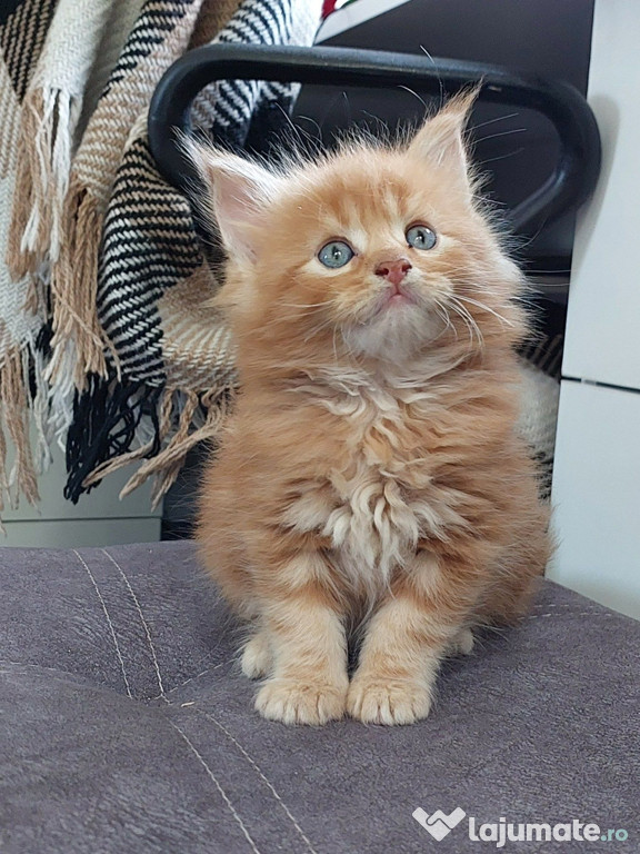 Maine coon băieței și fetițe