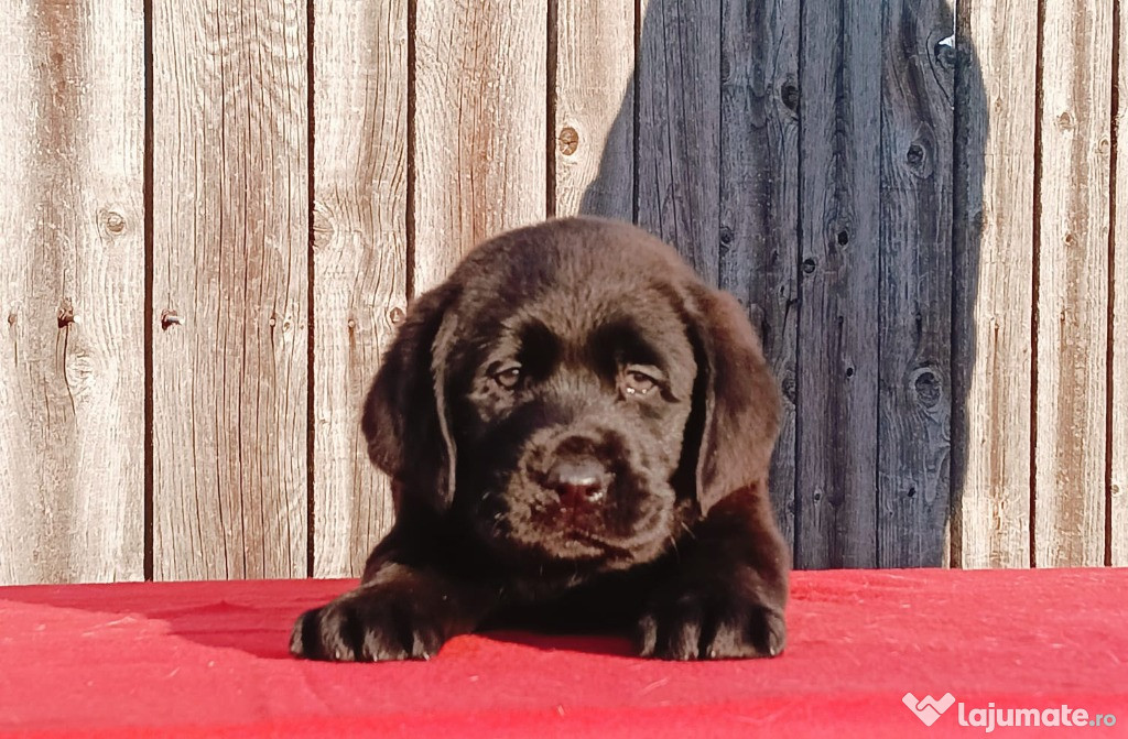 Pui Labrador Retriever cu pedigree tip A