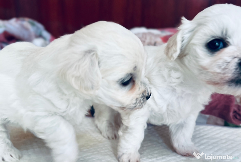 Bichon maltez disponibili