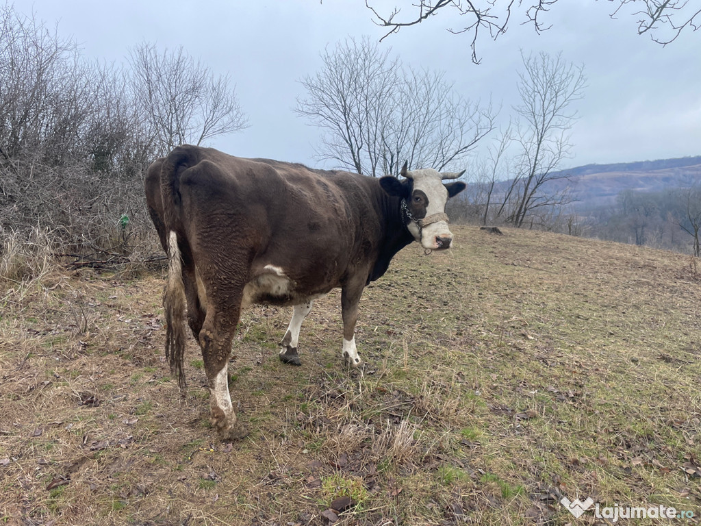 Vând vaca gestantă