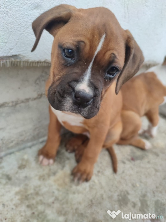 Vând cățelușă Boxer german