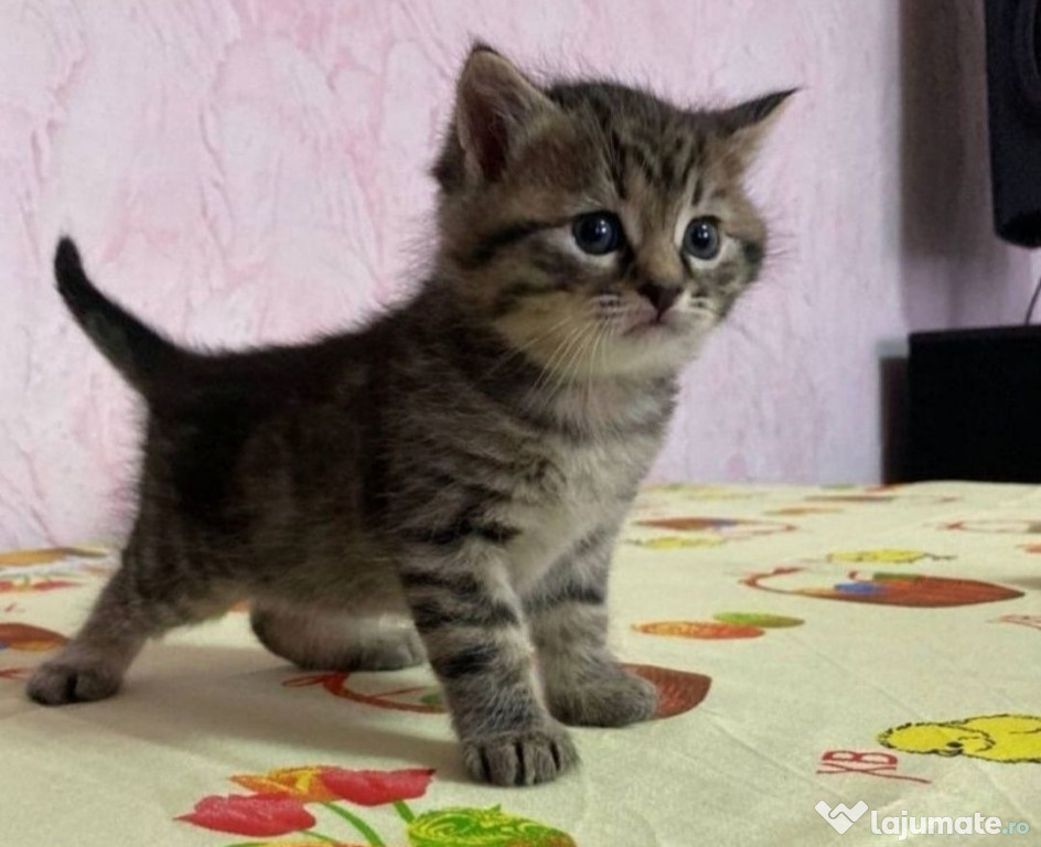 American Shorthair