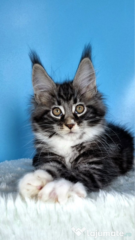 Maine Coon puiuți