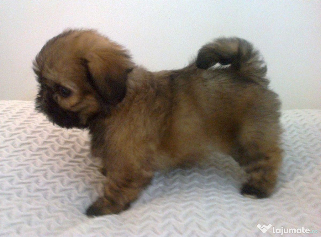 Shih Tzu superbi