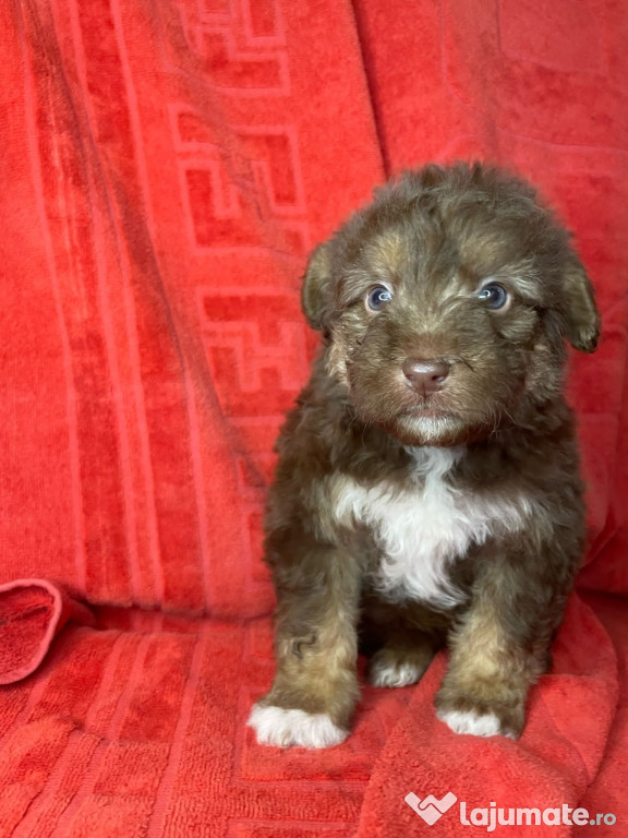 Maltipoo poodle mini toy