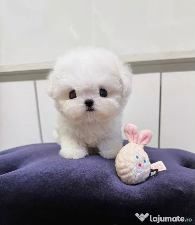 Bichon Maltez Mini Toy