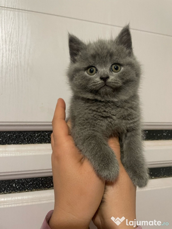 British shorthair motănei și pisicuțe