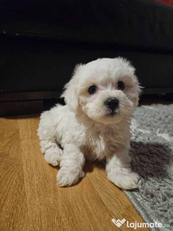 Bichon maltez miny toy