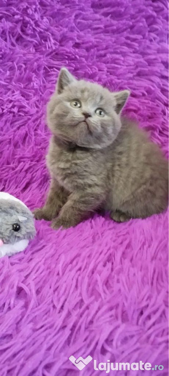 British shorthair motănei și pisicuțe