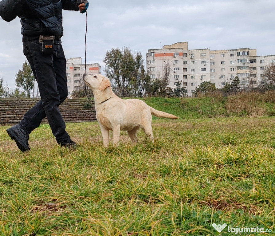 Labrador Retriever femelă