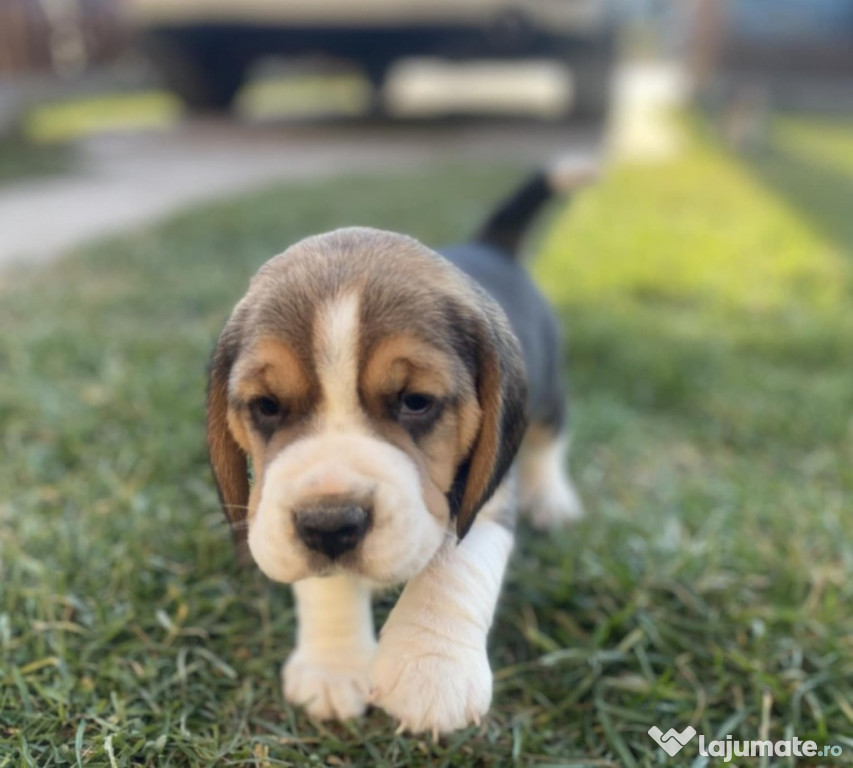 Cățeluș Beagle femelă