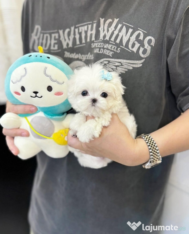 Bichon maltese mini toy ! Atenție poze reale!