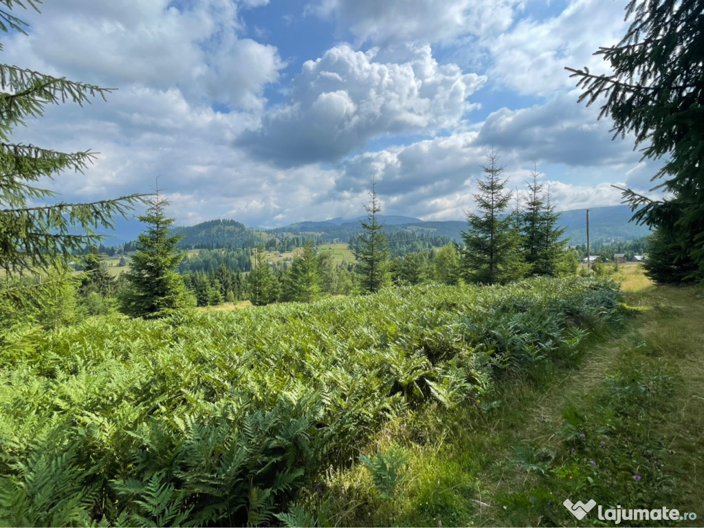 Teren intravilan . Dorna Arini (Cozanesti)