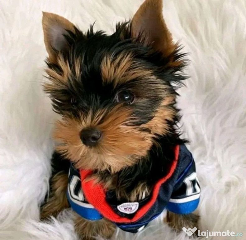 Yorkshire terrier mini toy