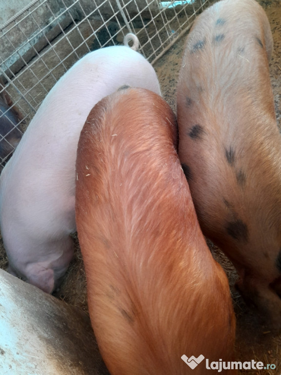 Vând Porcii Grași Duroc 140 -160 kg.