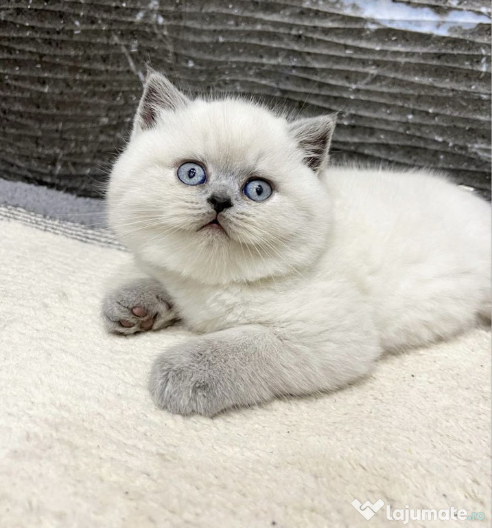 British shorthair puiuți