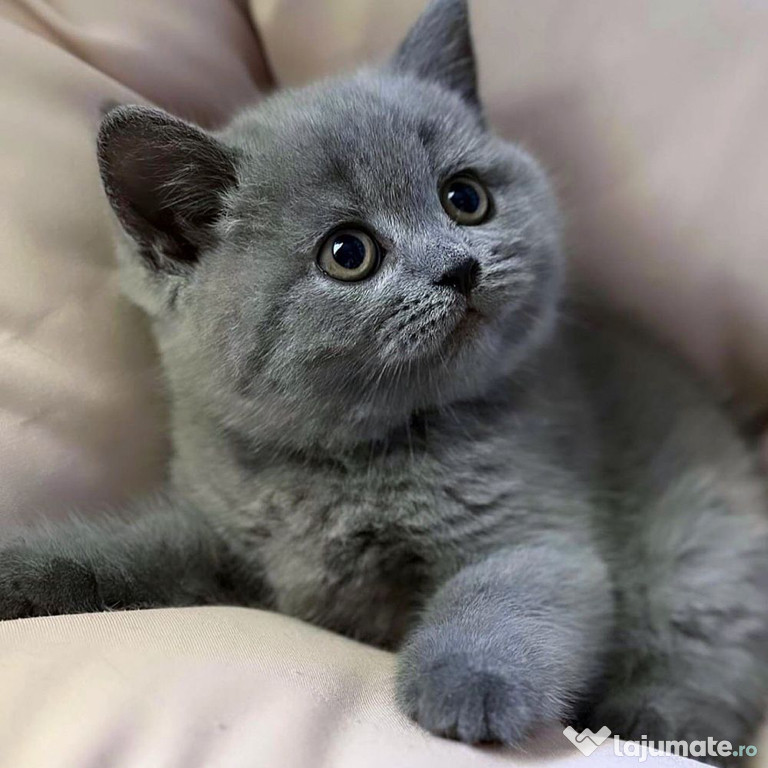 British shorthair pisoiasi