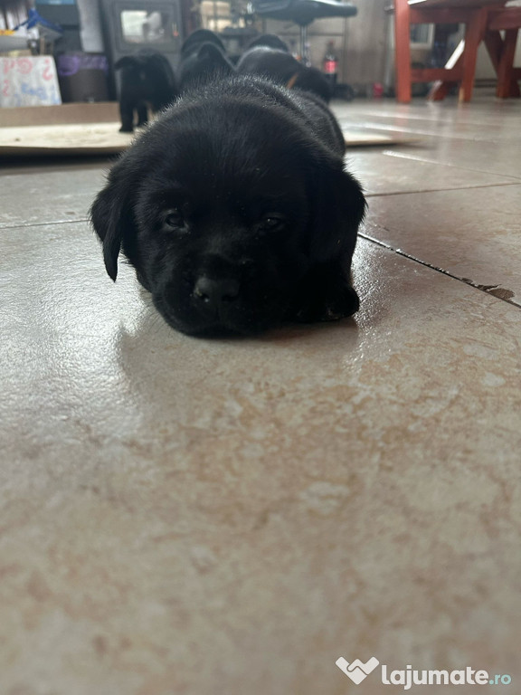 Labrador Retriver negru pui