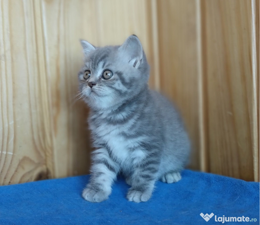 British Shorthair silver